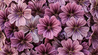 Mallow